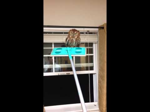 The Owl Whisperer