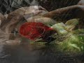 no s�lo de eufemismos vive el ser humano... no?

je t'aime... moi non plus 

je t'aime je t'aime
oh oui je t'aime
- moi non plus
- oh mon amour
- comme la vague irr�solue

je vais, je vais et je viens
entre tes reins
je vais et je viens
entre tes reins
et je me retiens

- je t'aime je t'aime
oh oui je t'aime
- moi non plus
- oh mon amour
tu es la vague, moi l'�le nue

tu vas, tu vas et tu viens
entre mes reins
tu vas et tu viens
entre mes reins
et je te rejoins

- je t'aime je t'aime
oh oui je t'aime
- moi non plus
- oh mon amour
- comme la vague irr�solue

je vais, je vais et je viens
entre tes reins
je vais et je viens
entre tes reins
et je me retiens

ohhhh... ohhh... (g�mis)

tu vas, tu vas et tu viens
entre mes reins
tu vas et tu viens
entre mes reins
et je te rejoins

je t'aime je t'aime
oh oui je t'aime
- moi non plus
- oh mon amour
-l'amour physique est sans issue

je vais, je vais et je viens
entre tes reins
je vais et je viens
je me retiens

- non ! maintenant viens...

ohhhh... ohhh... (g�mis)