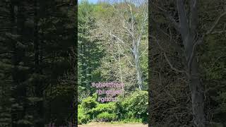 Ghost Trees #shorts #viral #short #ghost #trending #like #subscribe #youtubeshorts #nature #free by Puffin Pete