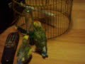 Lovebirds Lovebirds