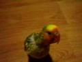 Lovebirds