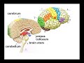 Struktur dan fungsi Otak