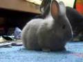 hasen