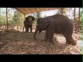 Rapprochement avec des �l�phants indiens de Ma�thi Mandir