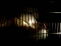 Mice, Rats, Frogs Rescued By ALF (1 Of 2)