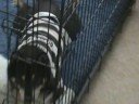 Ronin the Shiba Prisoner