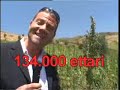 Hashish in Marocco (2 di 3) ITALIANO