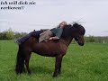 Mein isi und ich, isländer tölt Mein isi und ich, isländer tölt