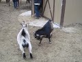 Goat Fight: MAC DRE vs KEAK DA SNEAK