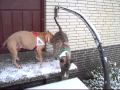 jimmi,funny,schnee.ASF
