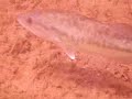Lake Pleasant Scuba Dive