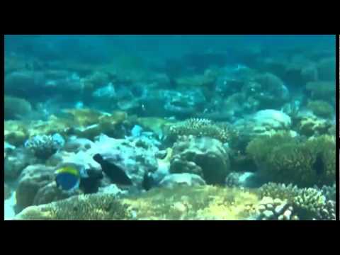 See video
