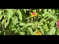mariposilla mariposilla