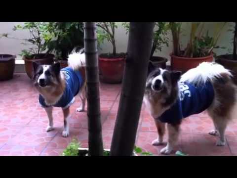thai dog