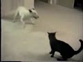 Video gag: comicas e lindas para ver não as perca.
