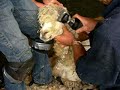 Shearing Alpaca Topknot Shearing Alpaca Topknot
