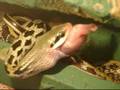 SSSSSSSSssnake