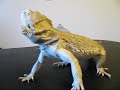 Hey this is a video of my new reptile a bearded dragon, his name is Baloo and heessss awsome!