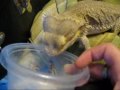 My New Bearded Dragon ( Names Baloo )