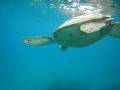 videos de i like turtles