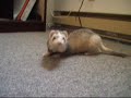 Chat VS Furet (cat vs ferret)
