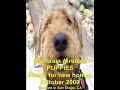Airedale Terrier