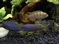My 30 Gallon Tank