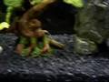 My 30 Gallon Tank