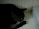 TheOutDoorCatsInside!sleeping