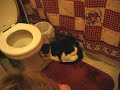 Weegie the scaredy cat