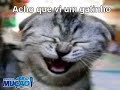 Mucao.com.br - Acho que vi um gatinho - Suzilene