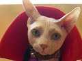 Sphynx and Calico Cat Halloween Pet Costumes 2008