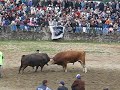 Artvin Kafkas�r Festivalinde Bo?a G�re?leri