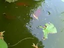 spawning gold fish - part 2: success!
