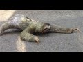 bradipo sloth