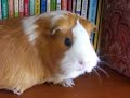 magical-trevor-4.html