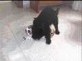 videos de Chan te amo