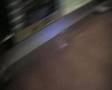 Basenji video