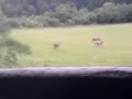 Rotwild Grafenwöhr