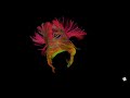 Spinning callosum