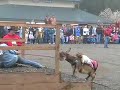 Donkey Derby