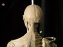 Ecorché-anatomic sculpture Ecorché-anatomic sculpture