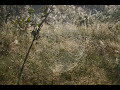 http://bialykrolik.blogspot.com/ 
slide show with music
the proposition
bory tucholskie