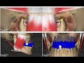 Mandibular Movements.mp4