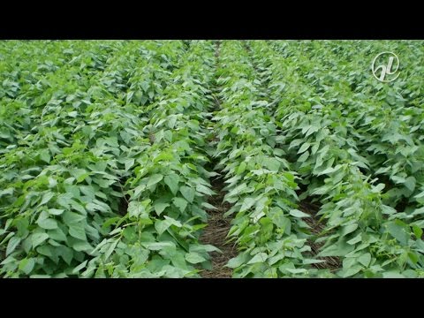 Incentivo ao uso de agrotóxicos naturais é tema do Especial Cidadania