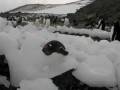 videos de pinguinos1.wmv