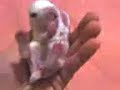 Baby bunny 5 1/2 days old