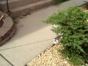 8/27/2008  Bunny Wabbit !  2697