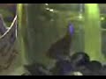 Beta Fish - L