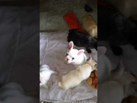 Magnolia s Puppy - fun girl